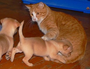 Fight animal cruelty by studying body language of pet Fight animal cruelty by studying body language of pet