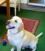 “Service” dog includes calming child in class “Service” dog includes calming child in class