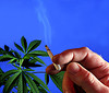 Teen use of marijuana rises Teen use of marijuana rises