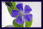 A blue chalk flower on your front step – graffiti?? A blue chalk flower on your front step – graffiti??